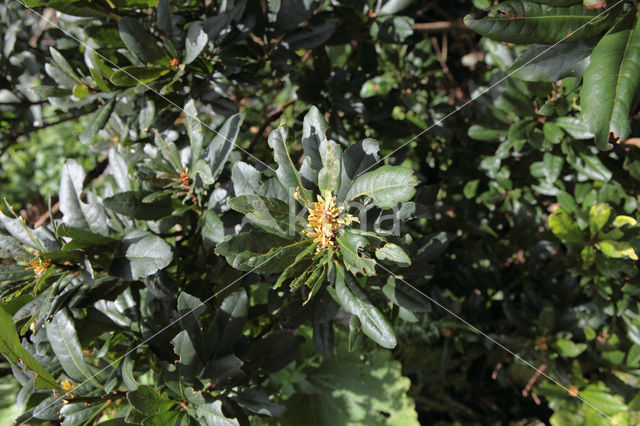 Firetree (Myrica faya)