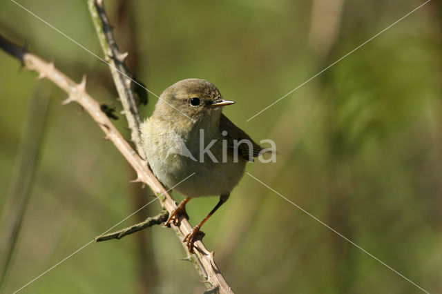 Willow Warbler (Phylloscopus trochilus)