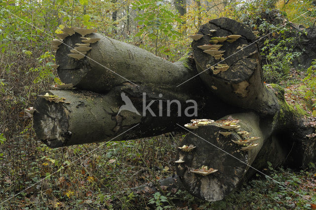 Birch Mazegill (Lenzites betulinus)