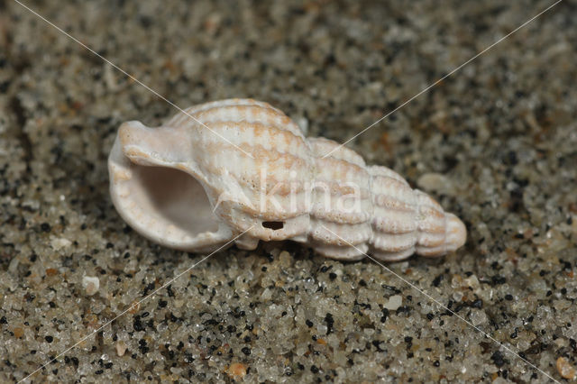 Fuikhoren (Nassarius consociatus)