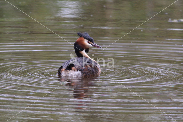 Great Crested Grebe (Podiceps cristatus)