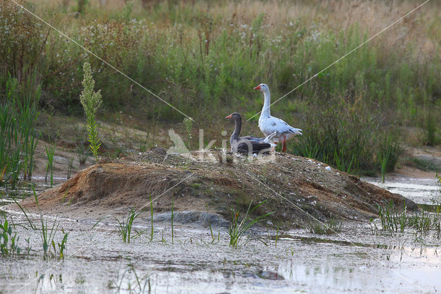 Goose (Anser spec.)