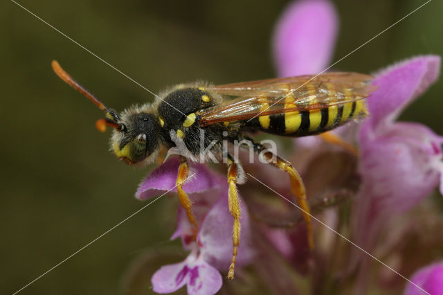 Wasp-bee (Nomada succincta)