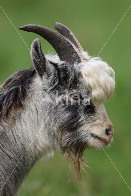 Goat (Capra spec.)