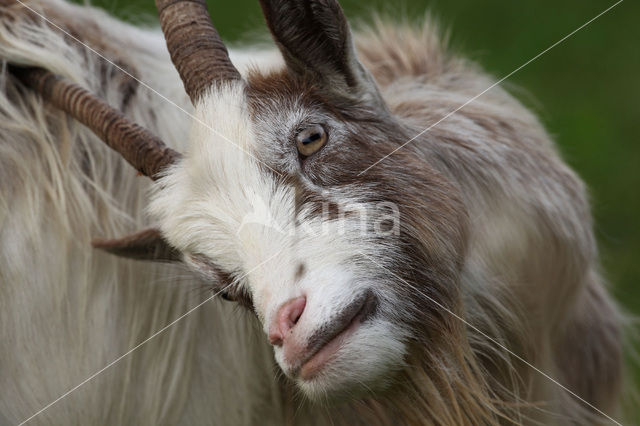 Goat (Capra spec.)