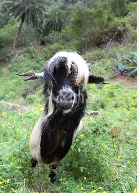 Goat (Capra spp)