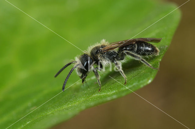 Gekielde dwergzandbij (Andrena strohmella)