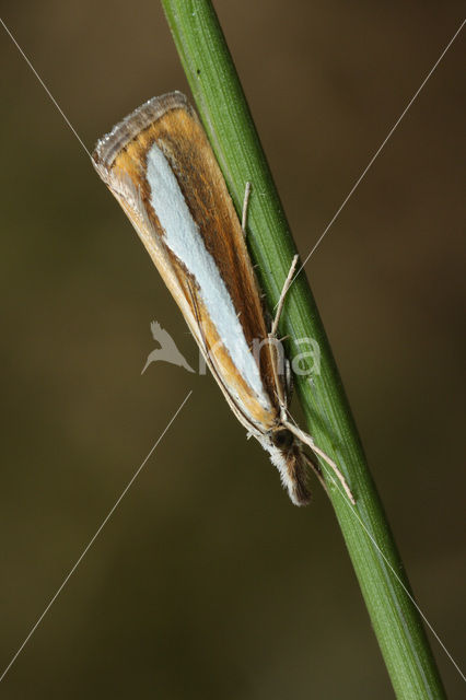 Catoptria margaritella