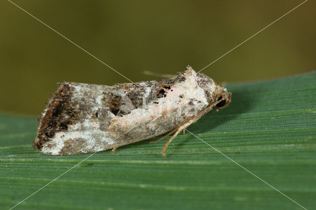 Gemarmerd heide-uiltje (Elaphria venustula)