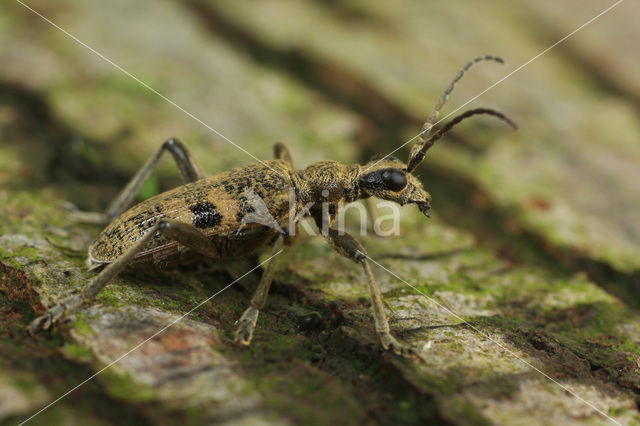 bogbumper (Rhagium mordax)