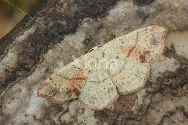 Maiden’s Blush (Cyclophora punctaria)