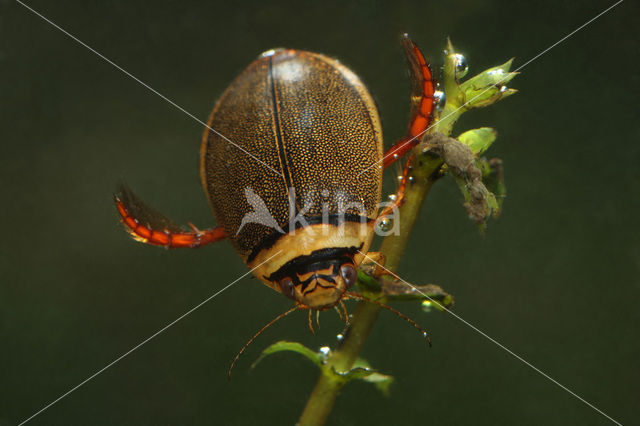 Gestreepte waterroofkever (Graphoderus bilineatus)