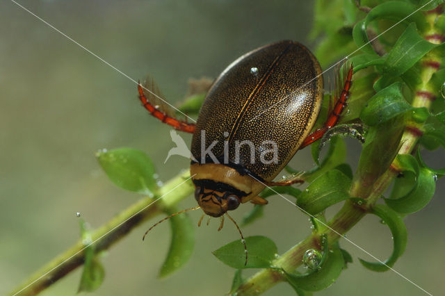 Gestreepte waterroofkever (Graphoderus bilineatus)