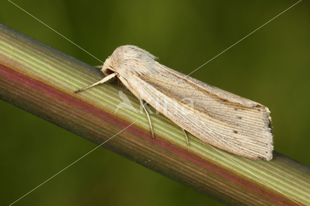 Flame Wainscot (Senta flammea)