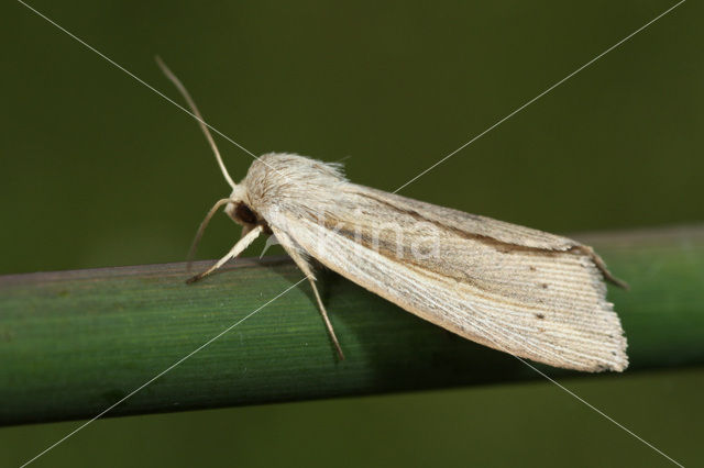 Flame Wainscot (Senta flammea)