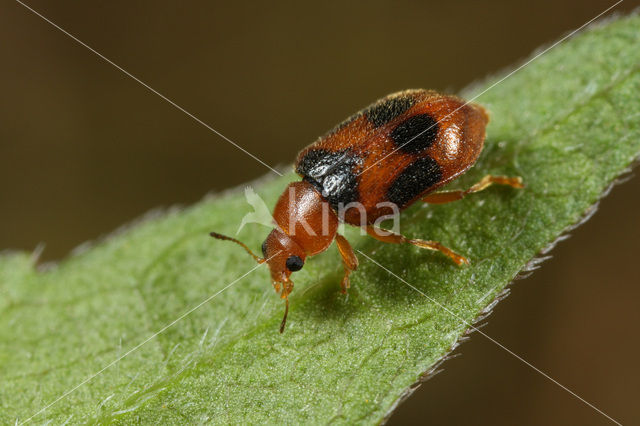 Coccidula scutellata