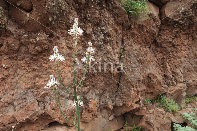 Common Asphodil (Asphodelus aestivus)