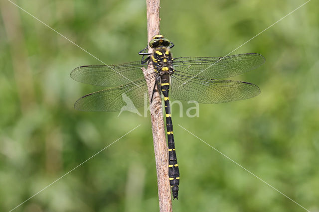 Golden-ringed Dragonfly (Cordulegaster boltonii)