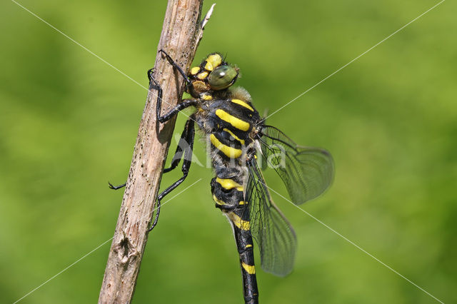 Golden-ringed Dragonfly (Cordulegaster boltonii)