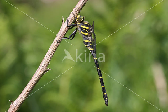 Golden-ringed Dragonfly (Cordulegaster boltonii)