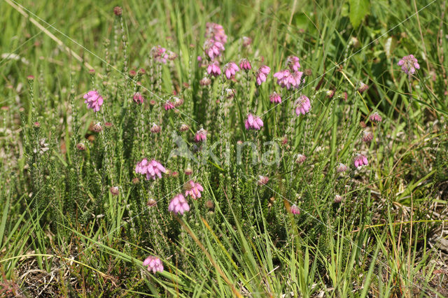 Cross-leaved Heather (Erica tetralix)