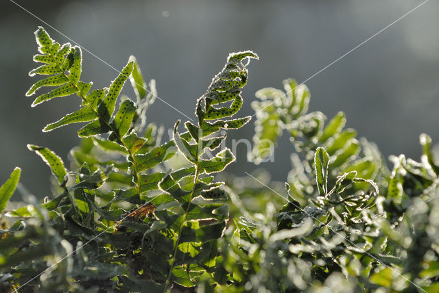 Common Polypody (Polypodium vulgare)