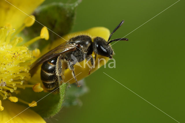 Gewone franjegroefbij (Lasioglossum sexstrigatum)