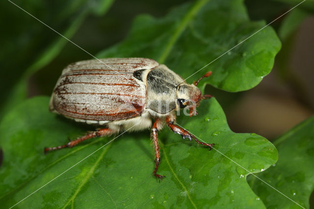 Gewone Meikever (Melolontha melolontha)