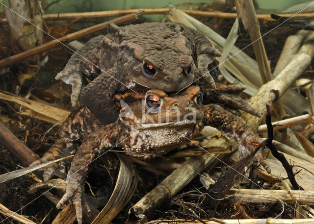 Common Toad (Bufo bufo)