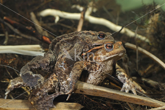 Common Toad (Bufo bufo)