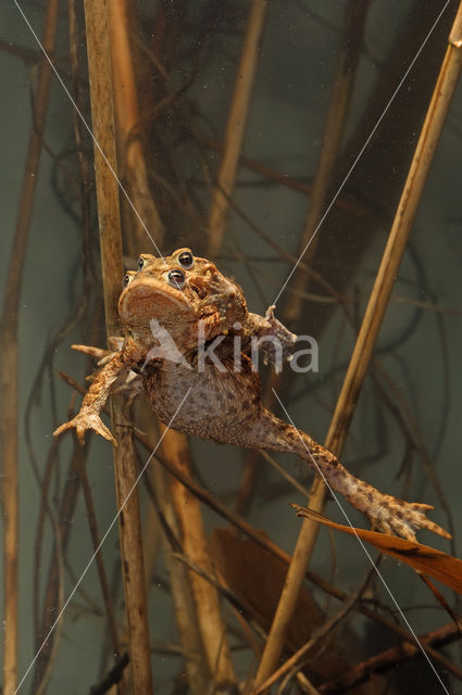 Common Toad (Bufo bufo)