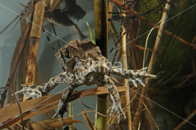 Common Toad (Bufo bufo)