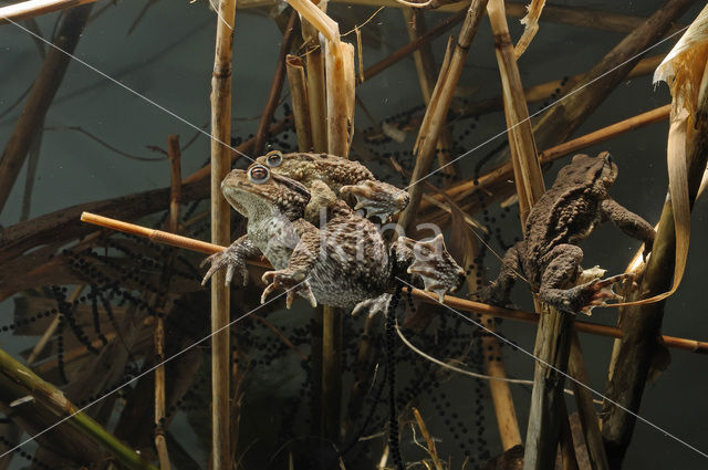 Gewone pad (Bufo bufo)