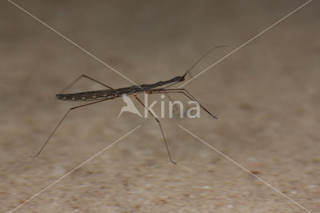 Watermeasurer (Hydrometra stagnorum)