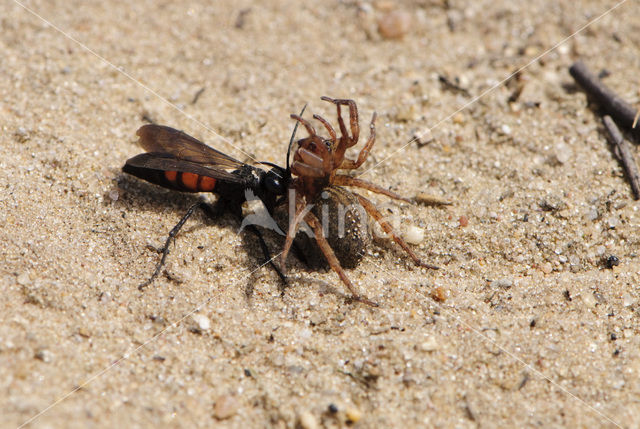 Gewone Wegwesp (Anoplius viaticus)
