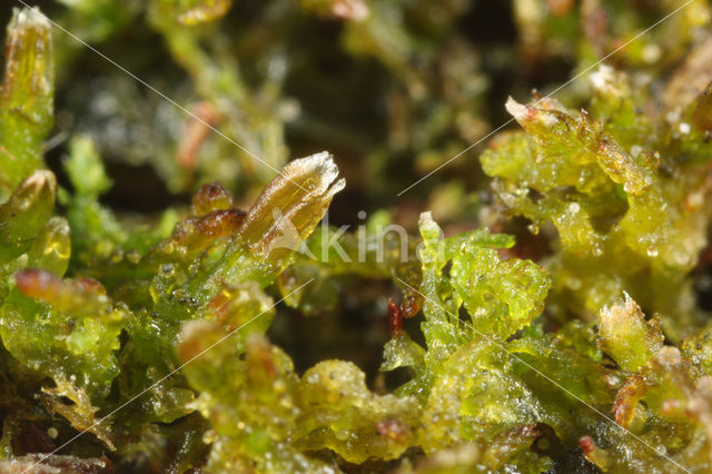 Common Threadwort (Cephaloziella divaricata)
