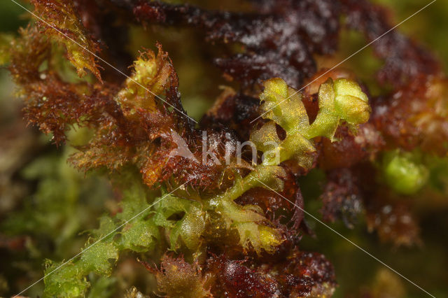 Ciliated Fringewort (Ptilidium ciliare)