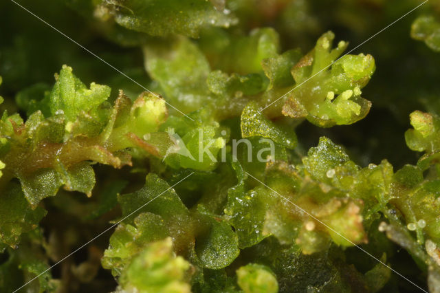 Tumid Notchwort (Lophozia ventricosa)