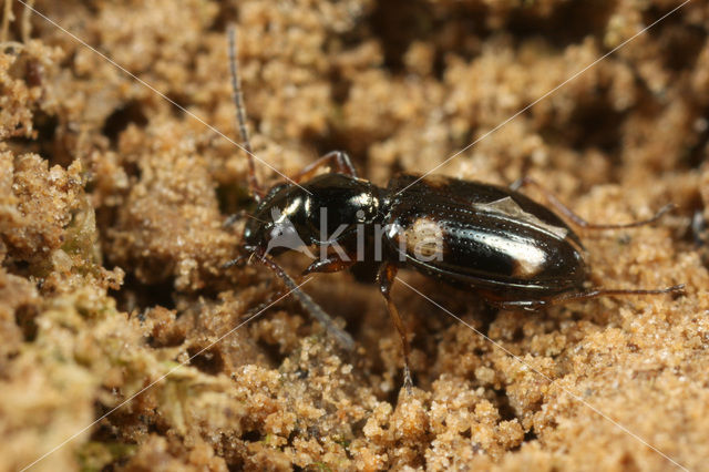 Gewoon Vierstippriempje (Bembidion quadrimaculatum)