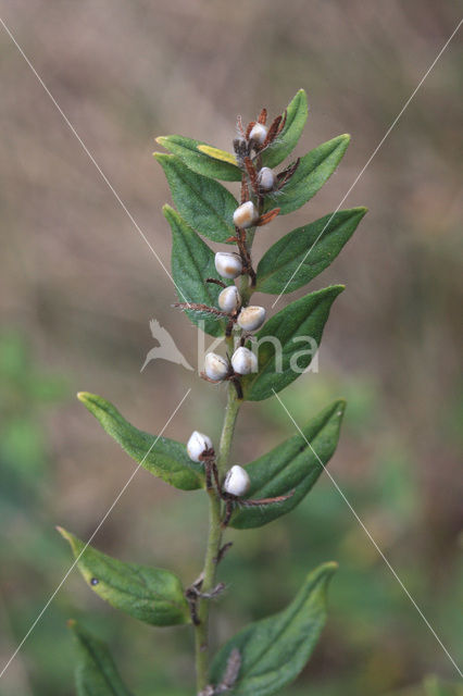 Glad parelzaad (Lithospermum officinale)