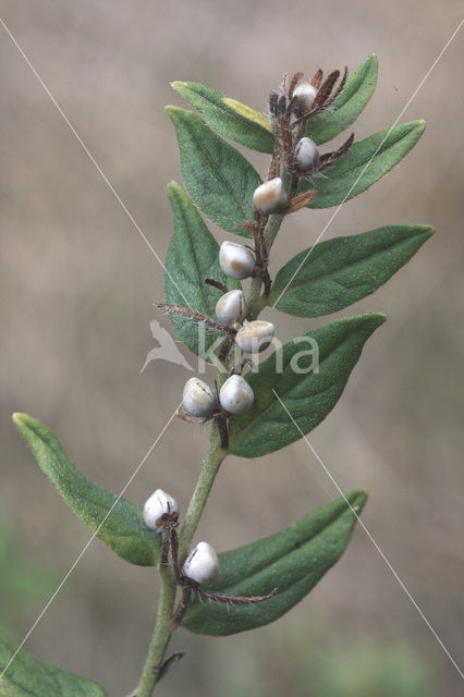 Glad parelzaad (Lithospermum officinale)