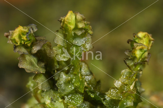 Bearded Pawwort (Barbilophozia barbata)