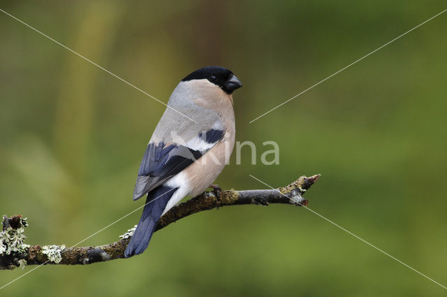 Eurasian Bullfinch (Pyrrhula pyrrhula)