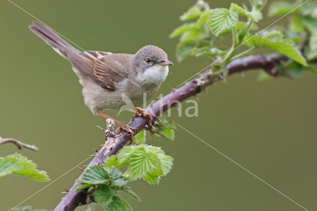 Greater Whitethroat (Sylvia communis)