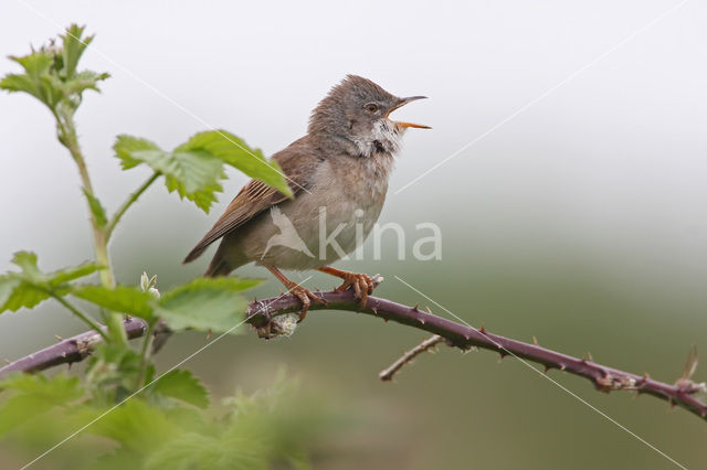 Greater Whitethroat (Sylvia communis)