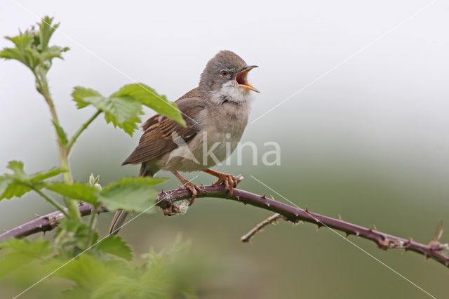 Greater Whitethroat (Sylvia communis)