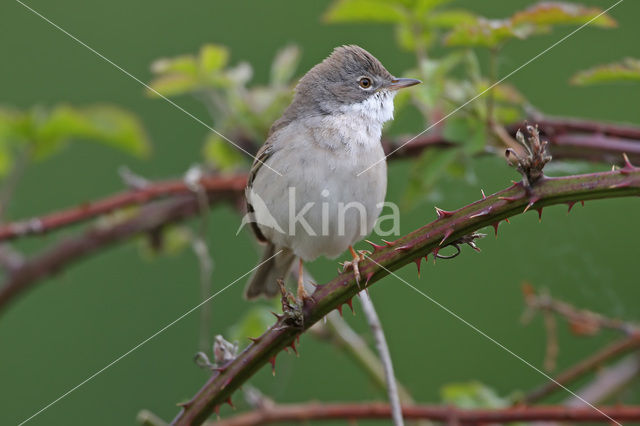 Grasmus (Sylvia communis)