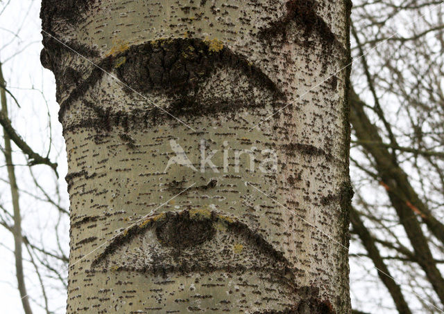 Grey Polar (Populus x canescens)