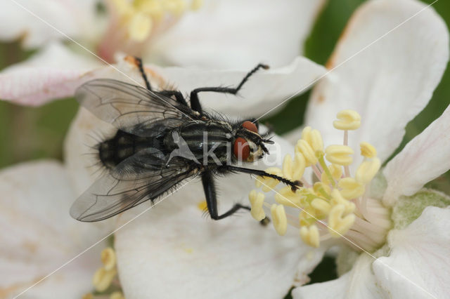 Camouflaged Flesh Fly (Sarcophaga carnaria)