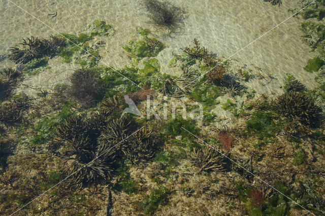 Grevelingenmeer